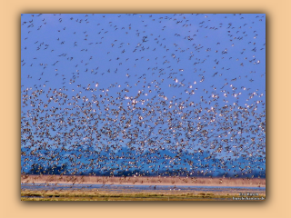 Vogelschutzgebiet Vejlerne (6).jpg